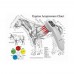Cold Laser Therapy Treatment Sprain anti-inflammatory wound healing Neck Leg Joint Pain 